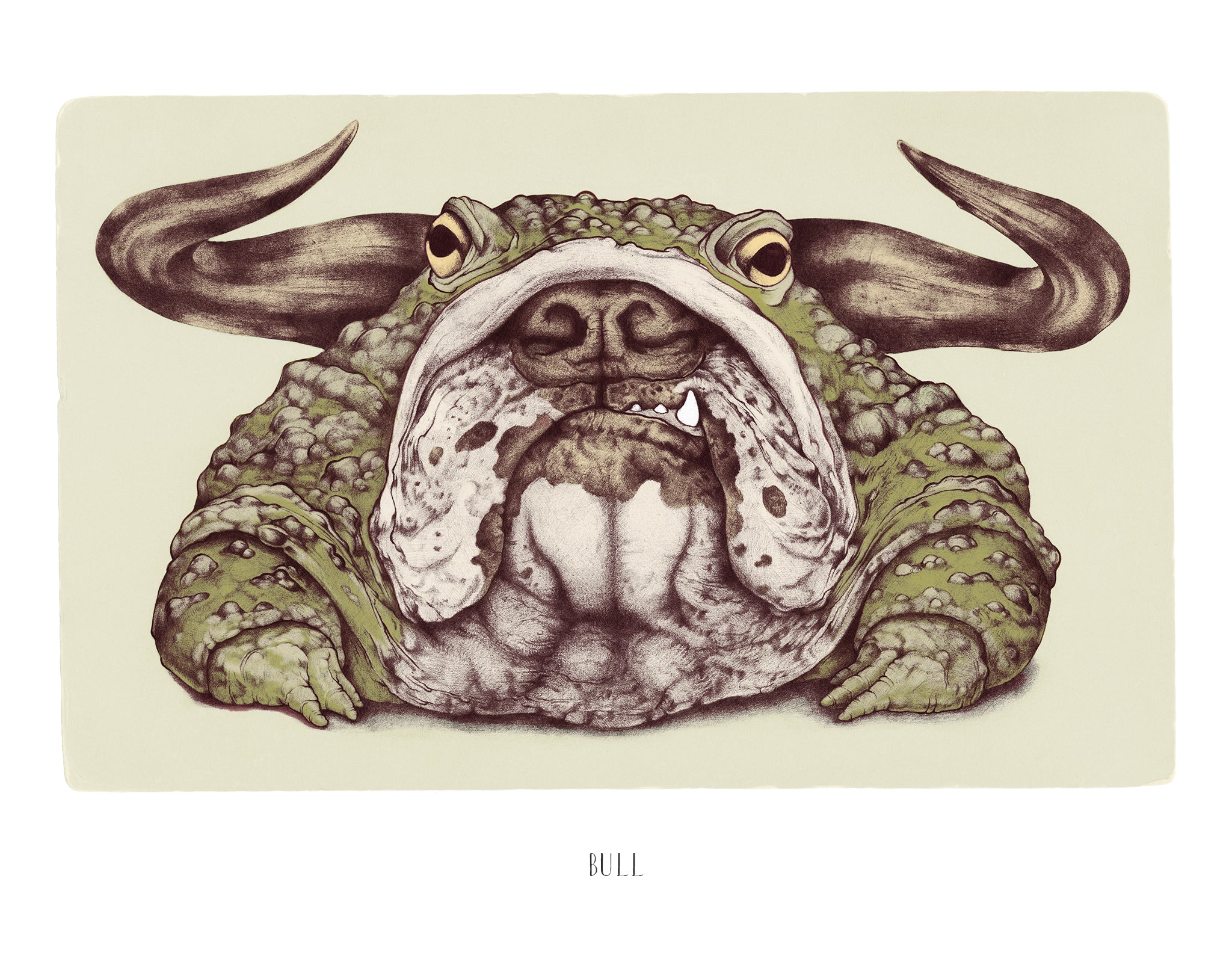 Bull. 11"x14" Print