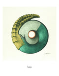 Embryo. 11"x14" Print