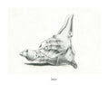 Jackass. 11"x14" Print